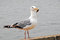 Free Herring Seagull Stock Image - 3776431