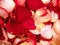 Free Beautiful Red Roses Petal Background Royalty Free Stock Image - 3776706