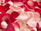 Free Beautiful Red Roses Petal Background Stock Images - 3777064