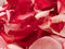 Free Beautiful Red Roses Petal Background Stock Photos - 3777243