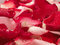 Free Beautiful Red Roses Petal Background Stock Images - 3777254