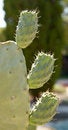 Free Cactus Royalty Free Stock Photos - 3788438