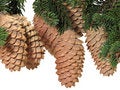 Free Fur-tree Strobile Royalty Free Stock Images - 3788579