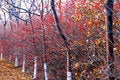 Free Tree And Shrub Royalty Free Stock Photo - 3793885