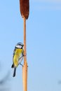Free Blue Tit Stock Image - 3798241