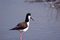 Free Black-necked Stilt Stock Photography - 3792902