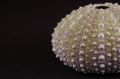 Free Sea Urchin Royalty Free Stock Images - 385179