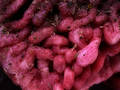 Free Meat 4. Stock Photos - 386203