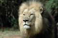 Free Stare Of A King. Royalty Free Stock Image - 388436