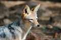 Free Jackal. Stock Photos - 388843