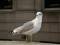 Free Seagull Stock Images - 383884