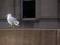 Free Seagull Stock Photography - 384252