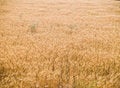 Free Wheat Before Harvest Royalty Free Stock Image - 3800896