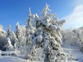 Free Fairy-tale Tree Stock Images - 3806944