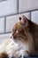 Free Cat In Dusk... Royalty Free Stock Photos - 3800908