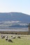 Free High Country Sheep Grazing Royalty Free Stock Images - 3804219