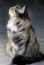 Free CAT. Royalty Free Stock Photography - 3815217