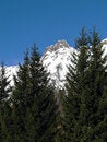 Free Snowy Summits And Firs Royalty Free Stock Photo - 3818235