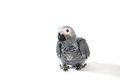 Free Baby Red Tale Parrot Stock Photos - 3819613
