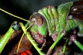 Free Grasshopper Stock Image - 3821031