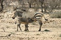 Free Zebra Family Stock Photography - 3821052