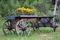Free Flowerbed Royalty Free Stock Images - 3821499