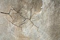 Free Cut Tree Trunk Royalty Free Stock Images - 3824409