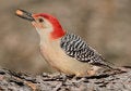 Free Woodpecker With Nut Stock Images - 3825554