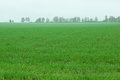 Free Winter-annual Field Royalty Free Stock Photography - 3826397
