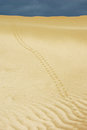 Free In The Desert. Stock Photography - 3827272