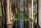 Free Trees And Sky Mirroring Stock Photography - 3823672