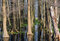 Free Trees And Sky Mirroring Stock Images - 3823704