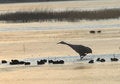 Free Avian Life Stock Photo - 3836820