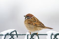Free Eurasian Tree Sparrow (aka Passer Montanus) Stock Photo - 3842320