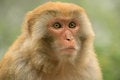Free Close-up Of Monkey Royalty Free Stock Photography - 3844737