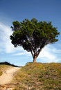 Free Single Tree Stock Photo - 3849580