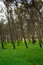 Free Pine Forest Stock Photo - 3842030