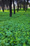 Free Clover In A Forest Royalty Free Stock Image - 3842116