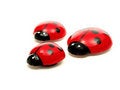 Free Ladybugs Royalty Free Stock Photo - 3851045