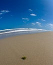 Free Twig By The Sea Stock Images - 3857994