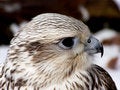 Free The Bird With Hawked Beak Royalty Free Stock Images - 3859569