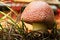 Free Big Red Mushroom 2 Stock Image - 3855021