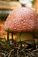 Free Ugly Red Mushroom Stock Photos - 3855023
