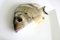 Free Bream Fish Royalty Free Stock Photo - 3856385