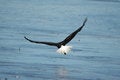 Free Bald Eagle Exit Royalty Free Stock Image - 3864276