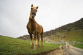 Free Friendly Wild Brown Horse Royalty Free Stock Photos - 3866348
