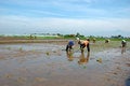 Free Rice Field Stock Image - 3869971