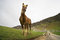 Free Friendly Wild Brown Horse Royalty Free Stock Photos - 3866348