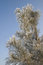 Free A Part Of Snow Tree Under The Blue Sky Royalty Free Stock Photos - 3869578
