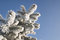 Free A Part Of Snow Tree Under The Blue Sky Royalty Free Stock Images - 3869639